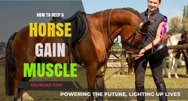 Effective Strategies to Build Muscle Mass in Your Horse