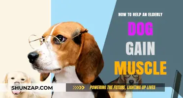 Strengthening Senior Dogs: Effective Strategies to Rebuild Muscle Mass