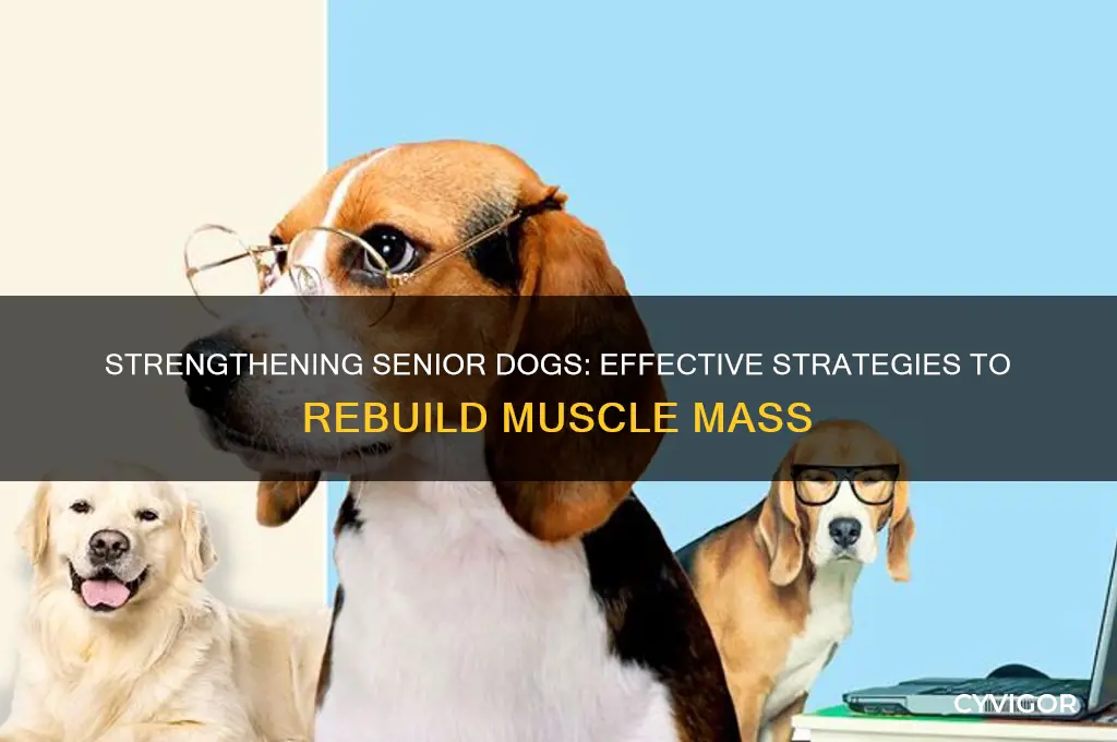 Strengthening Senior Dogs Effective Strategies To Rebuild Muscle Mass strengthening-senior-dogs-effective-strategies-to-rebuild-muscle-mass