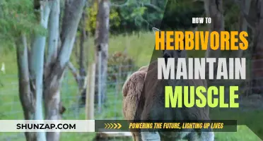 Herbivores' Muscle Maintenance: Nature's Secret to Strength