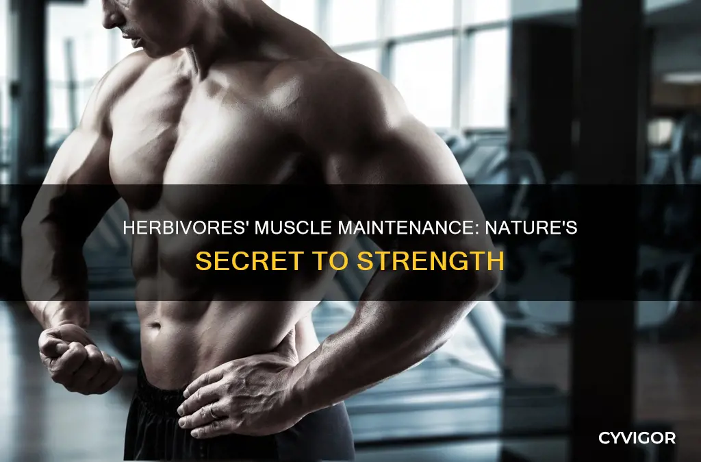 how to herbivores maintain muscle