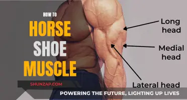Horse Shoeing: Muscle Development and Care
