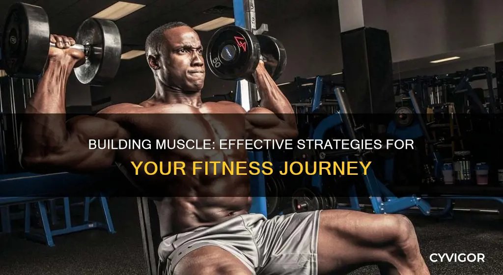 how to huild muscle