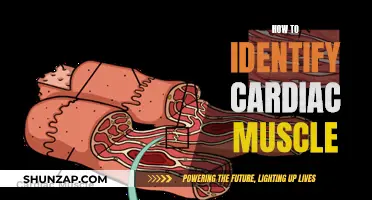 Recognizing Cardiac Muscle: Unique Characteristics and Identification Methods