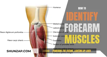 Understanding Your Forearm Muscles: A Visual Guide