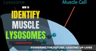 Spotting Muscle Lysosomes: A Guide to Identification Techniques