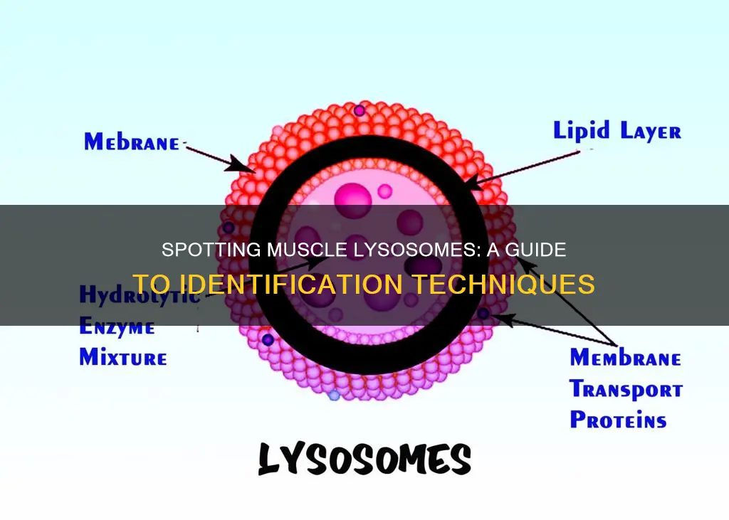 how to identify muscle lysosomes