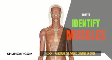 Understanding Muscle Anatomy: A Guide to Identifying Muscles