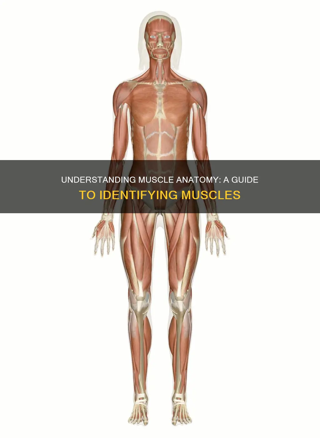 how to identify muscles