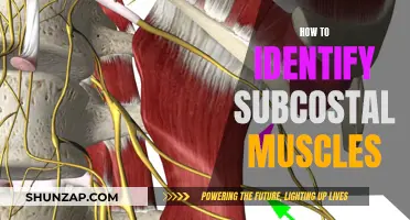 Identifying Subcostal Muscles: A Guide to Abdominal Anatomy
