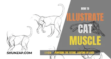 Mastering Cat Muscle Anatomy: Illustrating Feline Power