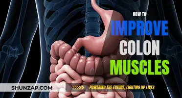 Strengthen Your Colon Muscles: Tips for Better Health