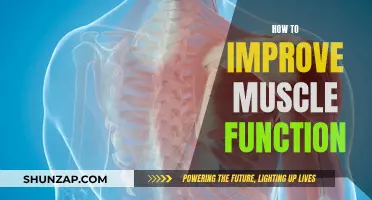 Enhancing Muscle Function: Strategies for Optimal Performance