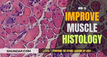 Enhancing Muscle Histology: Strategies for Optimal Tissue Health