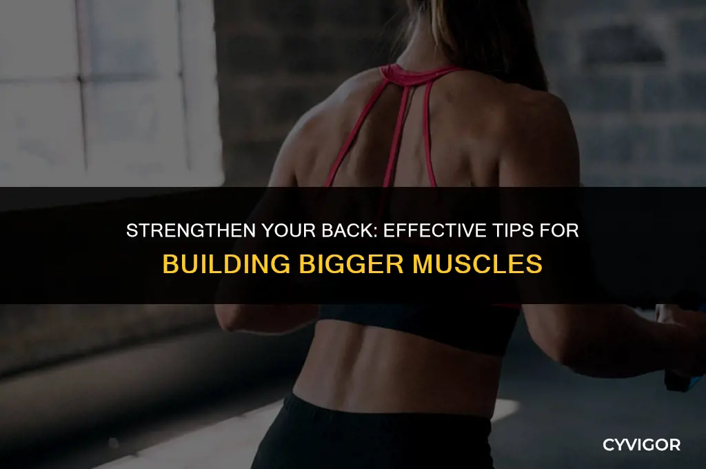 how to increase back muscle size