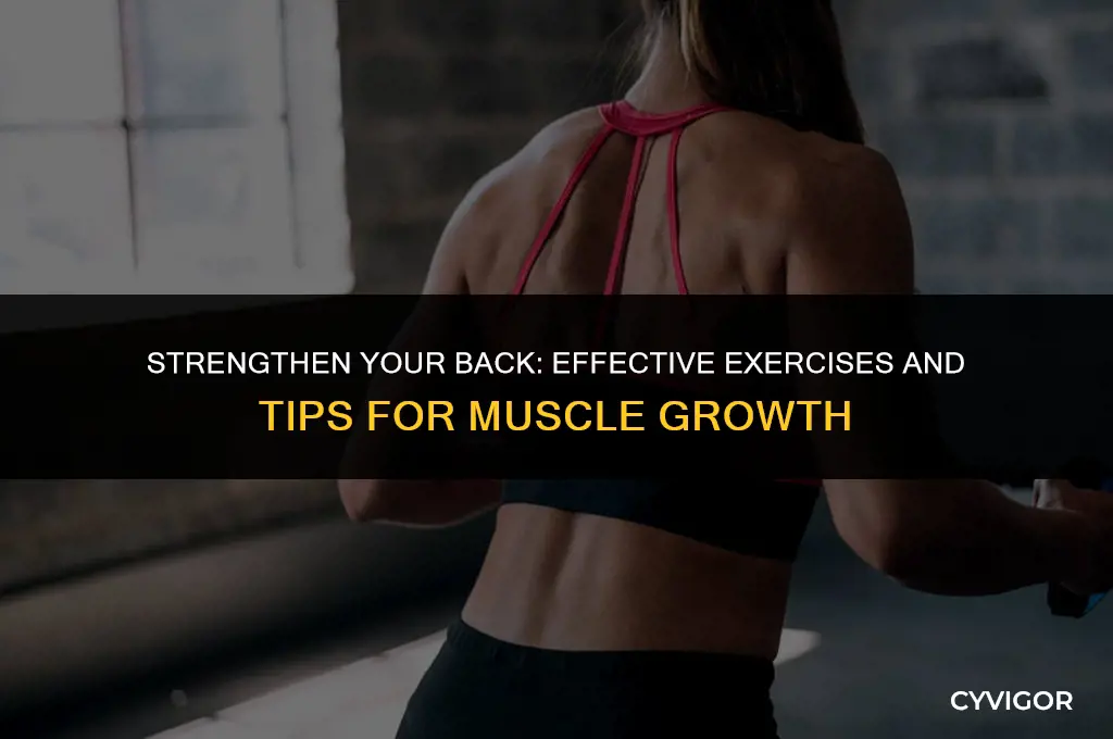 how to increase back muscle