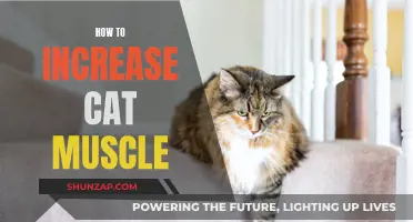 Building Muscle for Cats: Tips for a Stronger, Healthier Pet