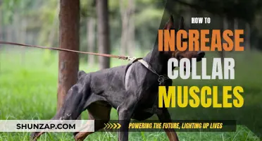 Building a Stronger Neck: Targeting Collar Muscles for Growth