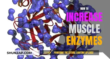 Boost Muscle Enzymes: Strategies for Maximizing Growth and Performance