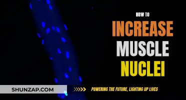 Building Muscle: Increasing Muscle Nuclei for Strength and Growth