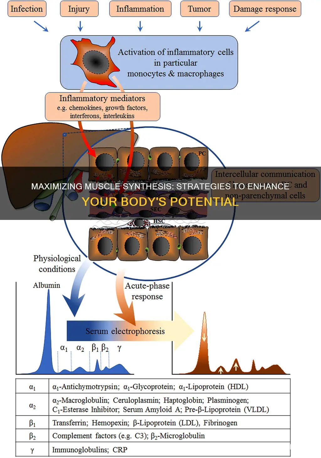 how to increase muscle synthesis