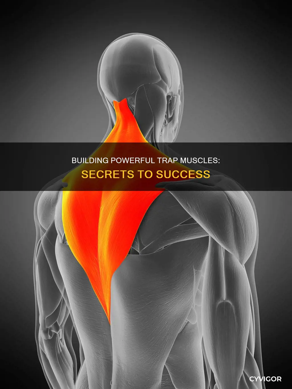 how to increase traps muscle