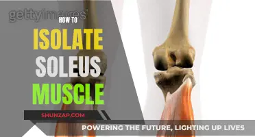 Isolating the Soleus Muscle: Techniques for Targeted Training