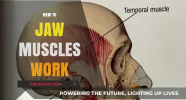 Understanding Jaw Muscles: Function, Movement, and Daily Impact Explained