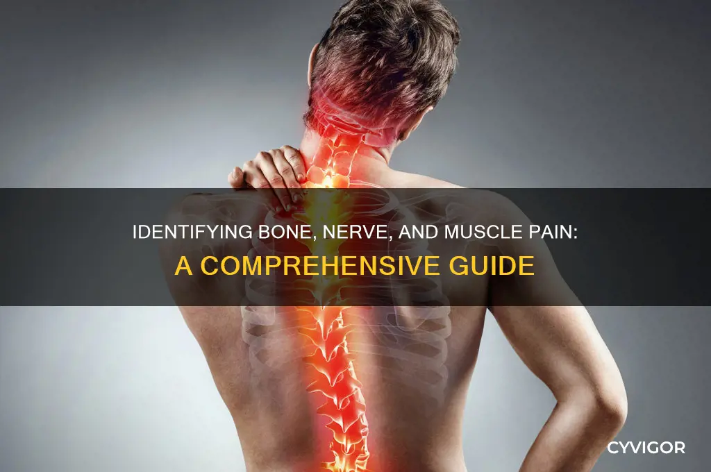how to know bone pain nerve pain muscle pain