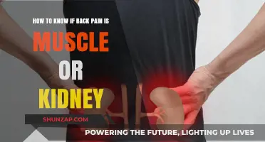 Muscle or Kidney Pain: Identifying the Source of Your Back Discomfort