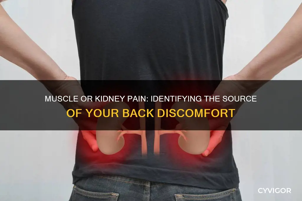 how to know if back pain is muscle or kidney