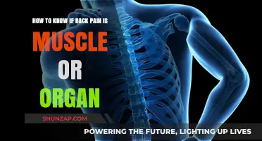 Muscle or Organ: Identifying the Source of Your Back Pain