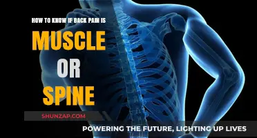 Muscle or Spine: Identifying the Source of Your Back Pain