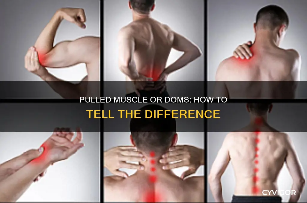 how to know if pulled muscle or doms