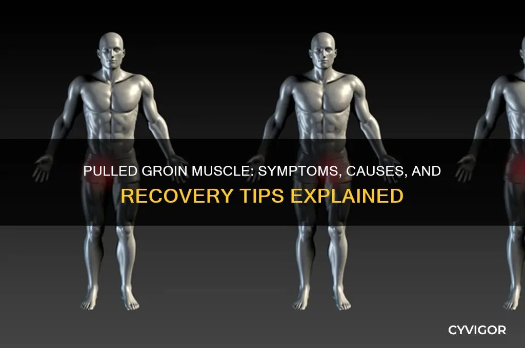 how to know if you pulled a groin muscle