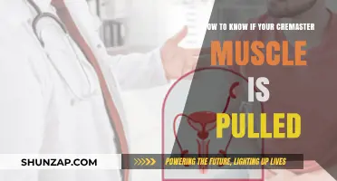 Is Your Cremaster Pulled? Signs and Symptoms to Watch For