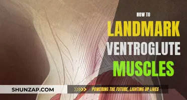 Landmark Ventrogluteal Muscles: A Precise Guide to Injection Technique