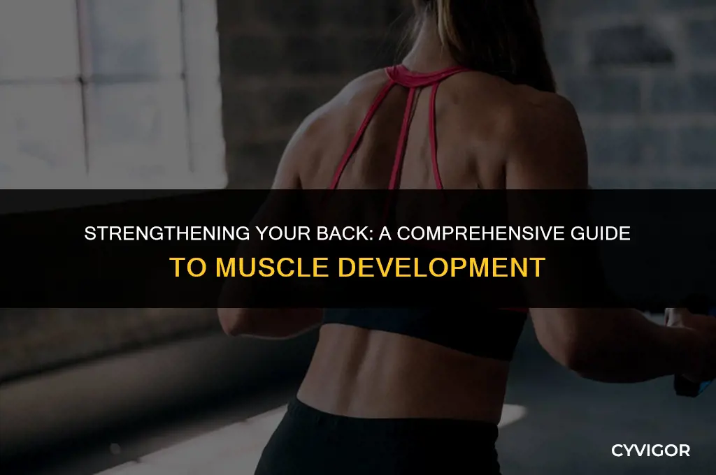 how to learn back muscles