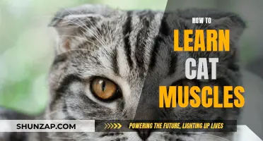 Understanding Feline Muscles: A Guide to Learning Cat Anatomy