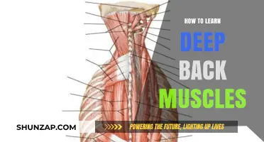 Strengthening Your Deep Back Muscles: A Comprehensive Guide