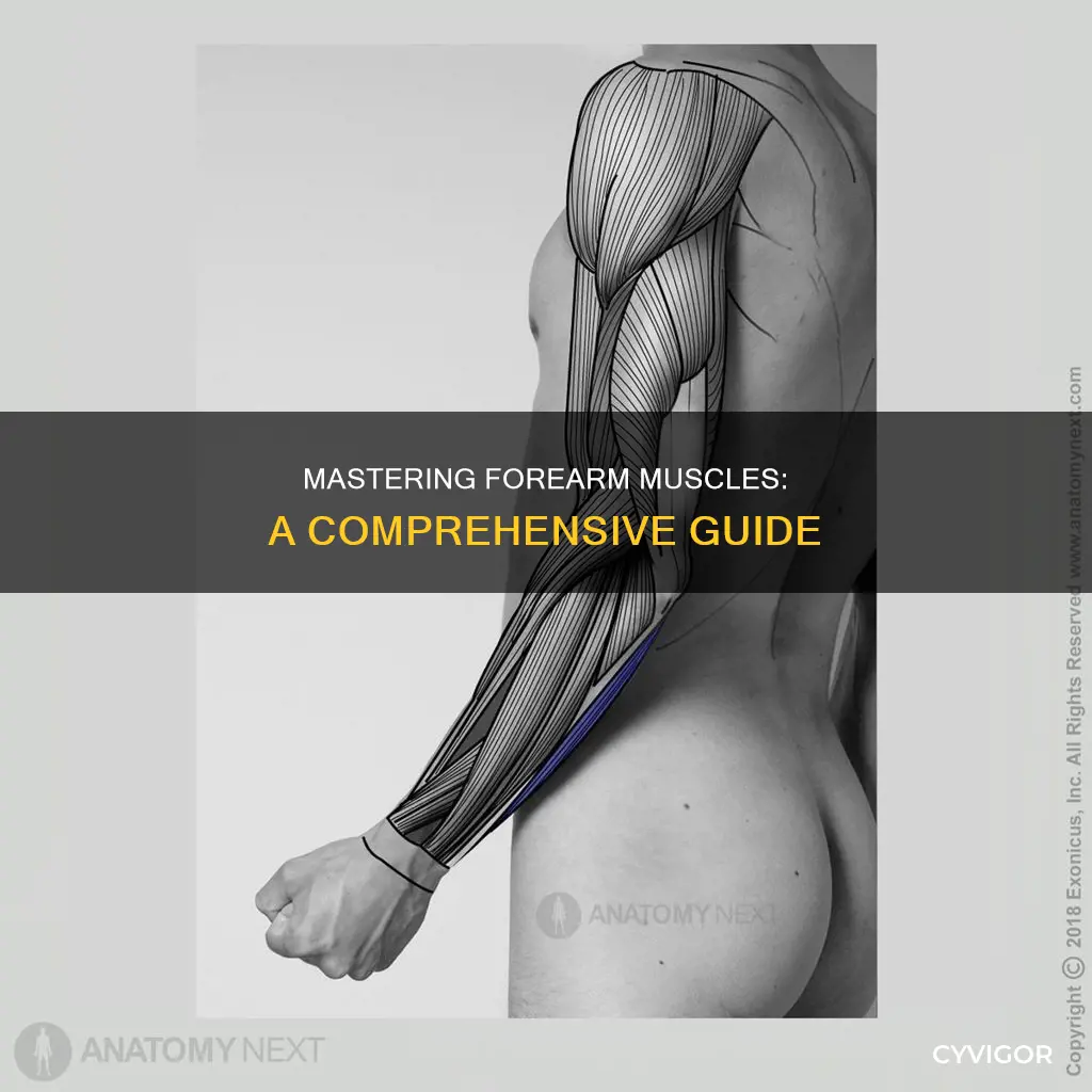 how to learn forearm muscles