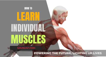 Mastering Muscle Memory: Learning Individual Muscles Efficiently