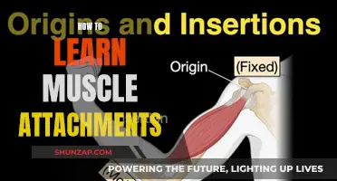 Mastering Muscle Attachments: A Step-by-Step Guide to Success