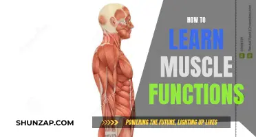 Mastering Muscle Functions: A Step-by-Step Guide to Understanding Anatomy