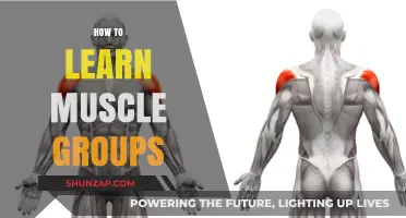 Mastering Muscle Groups: A Comprehensive Guide to Effective Learning