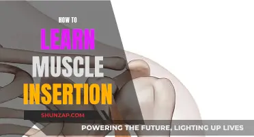Mastering Muscle Insertion: A Step-by-Step Guide to Success