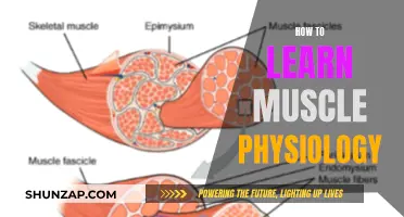 Mastering Muscle Physiology: A Comprehensive Guide