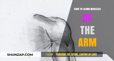 Mastering Arm Anatomy: A Comprehensive Guide to Learning Arm Muscles