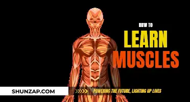 Mastering Muscle Memory: A Guide to Learning Anatomy
