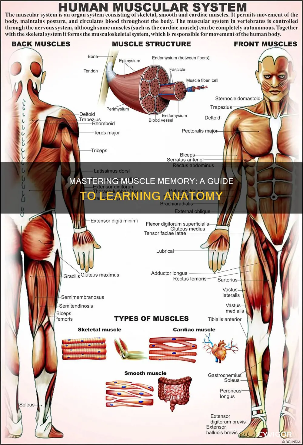 how to learn muscles